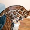 Bengal Brown Red Female for Breeding or pet