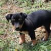 Jack Russell Terrier black/tan female pup ready now!