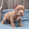 ABR Extreme Micro Exotic Lilac Sable female ,11wks old
