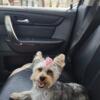 Looking for  Stud  Small short leg Yorkshire Terrier  for my female yorkshire terrier