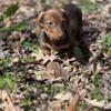 WEINER DOG looking for forever home