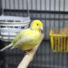 Canaries (Red and Yellow) for sale