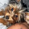 Selling My 1 Year Old Yorkie