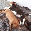 Cavalier King Charles Spaniel Puppies AKC (Misty's)