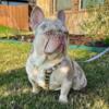 Beautiful French Bulldog Breeding! Frenchie pup for sale