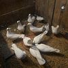 White Serbian Highflier Pigeons