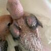 White bellied caique babies for hand  feeding
