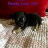 Chihuahua puppies ready next month