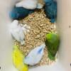Hand Fed Parrotlets Available