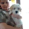 Shitzhu puppy male lookig for a home