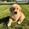AKC Golden Retriever Puppies for Sale - $800