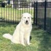 Great Pyrenees AKC REGISTERED STUD
