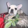 (SOLD) Ace the Boss - Cream/White French Bulldog (Male) NJ/NY/CT/PA/MD