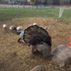 Just hatched - Narragansett Turkey poults/chicks