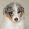 # 3  Female Blue Merle/white Collie Puppy