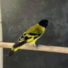 Black hooded Siskin Young males and females 2024 close band