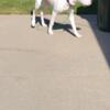 Dogo argentino Puppy for sale 6 month old great dog