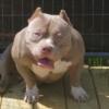 Adult male American bully