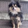 Charlie the Pomeranian looking for a new home