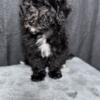 APOLLO black/white Toy poodle