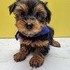 Yorkie Puppies for sale  Brooklyn New York 