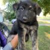 AKC German Shepherd Puppy Girls $450 Indiana