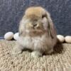 Sweet Holland lop baby boys