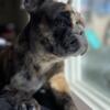 French bull dog looking for home