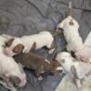 APBT Puppies! Mostly White with Brindle & Merle spots!