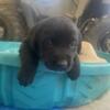 akc lab puppies for sale