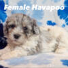 Havapoo puppies - 3 female and 1 male -