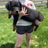 Rottweiler puppies - ready now!