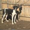 Great Dane Puppies available! *REDUCED*