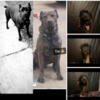Cane corso puppies for rehome