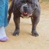 Blue Pocket Male Bully Sold