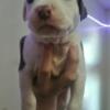 ALL FEMALE BULLYPIT PUPPIES