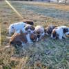 Great Pyrenees / Bernese Mountain Puppies