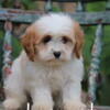 Adorable Toy Cavapoo *Lucy*