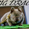 Blue quad carrier cryptic Merle French Bulldog