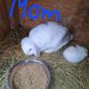Holland lop for sale