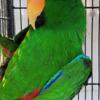 Male eclectus