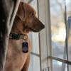 Rehoming beagle/dachshund mix