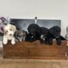 Beautiful F1B Aussiedoodle pups 3 girls 3 boys ready for their forever homes