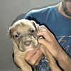 PITBULL PUPPIES FOR SALE MALE AND FEMALE