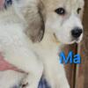 Beautiful Great Pyrenees puppies