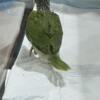 Two green baby Indian Ringneck parakeets for hand feeding