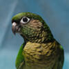 Maroon Belly Conure Pairs and Single males
