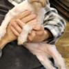 Female Schnauzer Puppy for sale