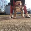 American Bully rehoming located in Cleveland