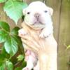 Platinum Isabella French Bulldog puppy- female. Gorgeous . AKC. - Jill